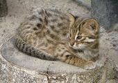 В красноярском зоопарке родились лесные дальневосточные котята
