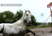 В Петербурге спасают породистого коня Орфея