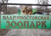 Теперь дети могу обзавестись своим котенком, не принося его домой