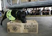 В Италии налоговых уклонистов вычисляют с помощью собак