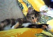 Жительница Владивостока спасла котенка от живодеров в Дагестане