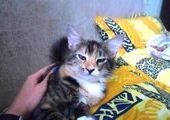 Жительница Владивостока спасла котенка от живодеров в Дагестане