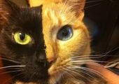 "Двуликая" кошка стала звездой Интернета