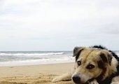 Зоозащитники: проблему бродячих собак решают азиатские гастарбайтеры