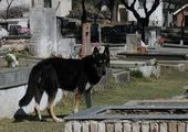 Верный пес убежал из дома к могиле хозяина и живет там уже 6 лет