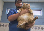 В американский приют для животных поступила 19-килограммовая кошка