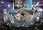 Международная выставка кошек прошла во Владивостоке