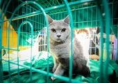 Международная выставка кошек прошла во Владивостоке