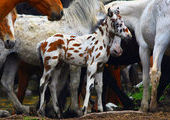 Фермеры возрождают алтайских лошадок-далматинцев