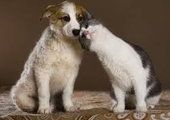 Любовь к животным может исцелить приморцев от всех болезней