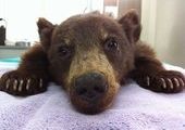 В калифорнии спасли маленькую медведицу