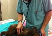 В калифорнии спасли маленькую медведицу