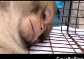 Во Флориде поймали скрывавшуюся четыре года обезьяну