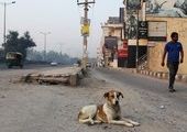 Индийскую трассу Формулы-1 защитили от собак