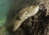 Дайвер сделал потрясающие фото анаконды под водой