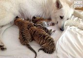 В Сочи новорожденных тигрят кормит овчарка