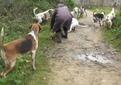 Защитница животных отобрала лису у охотничьих собак