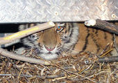 В Приморье, трём тигрятам, оставшимся без матери, собирают средства на пропитание