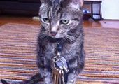 Кот случайно воровал ключи от домов соседей