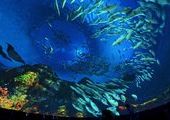 Гигантский аквариум построили в Южной Кореи