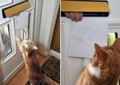 Английский кот терроризирует местных почтальонов