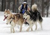 В Татарстане соревнуются лучшие собачьи упряжки