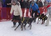 В Татарстане соревнуются лучшие собачьи упряжки