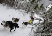 В Татарстане соревнуются лучшие собачьи упряжки