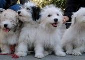 В Одессе вывели новую породу собак