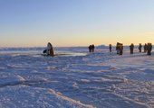В Канаде чудом спаслись застрявшие во льдах косатки