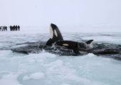 В Канаде чудом спаслись застрявшие во льдах косатки