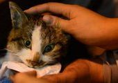 Благодаря ДТП в Китае 1000 кошек спасли от съедения