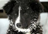 Во Владивостоке милиция спасла от голода и холода потерявшуюся собаку