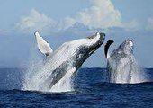 В Доминикане туристы открыли сезон наблюдения за горбатыми китами