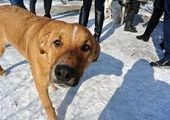 Неравнодушные жители Владивостока вновь посетили приют для собак