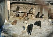 Неравнодушные жители Владивостока вновь посетили приют для собак