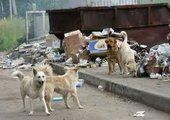 После определения подрядчика во Владивостоке начнётся отлов бездомных собак