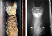 Мужчина нашел среди старого хлама 2000-летнюю мумию