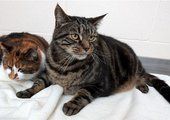 Два кота толстяка худели месяц в запертой квартире