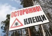 В крае проходит компания вакцинации против клещевого энцефалита