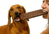 Шоколад вызывает отравление у собак