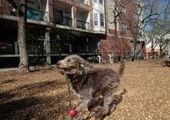 Владельцев собак, нагадивших на тротуаре, вычислят по ДНК