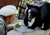 Приморские пенсионеры растят десять гималайских медведей