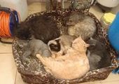 Под Петербургом спасли несколько кошек из мешков