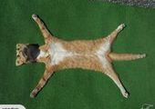 Коврик из кота, выставленный на он-лайн аукционе, вызвал неоднозначную реакцию