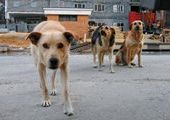 В Уссурийске собаки умирали страшной смертью
