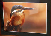Фотовыставка "Птицы в кадре" открылась во Владивостоке