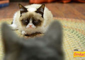 Сердитый кот снялся в рекламе кошачьего корма