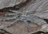 Найден неизвестный науке паук размером с человеческую голову