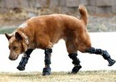 Первая в мире собака на четырех бионических протезах